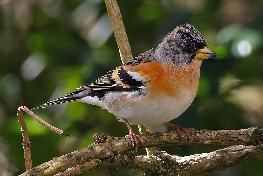 Brambling